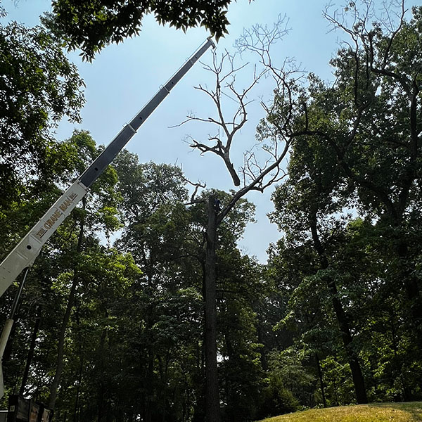 Crane Tree Removal