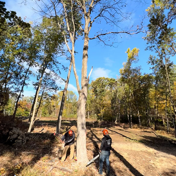 Land Clearing