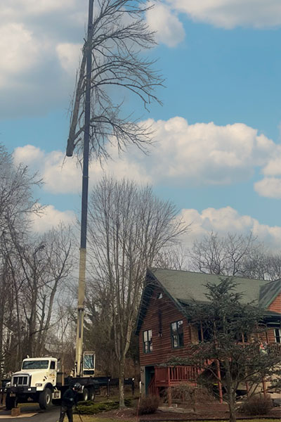 crane removal of tree high in the air