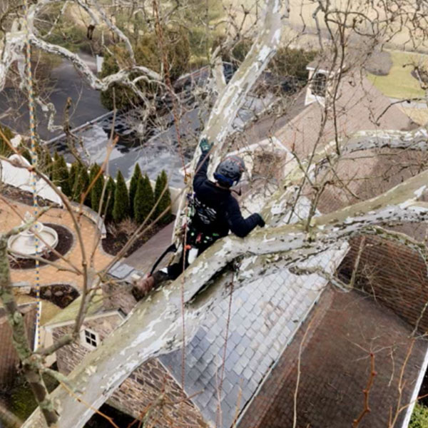 team member in tree ready to trim tree
