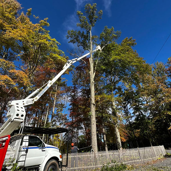 bucket truck assisting team member to trim branches