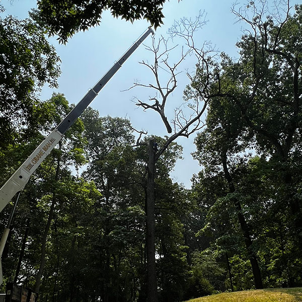 crane assisted tree removal