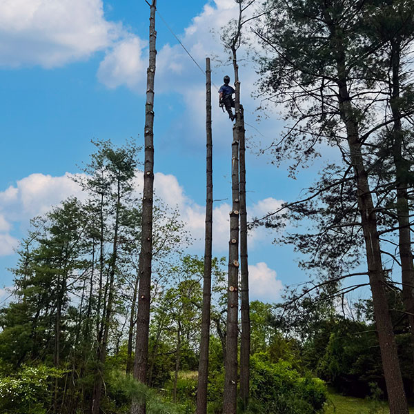 team member in tree before removal