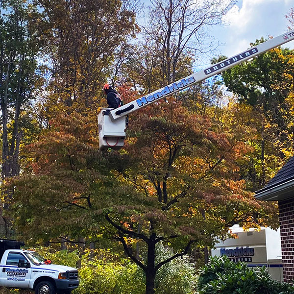 tree trimming in bucket truck