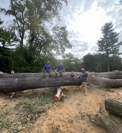 brothers sitting on trees after land clearing project