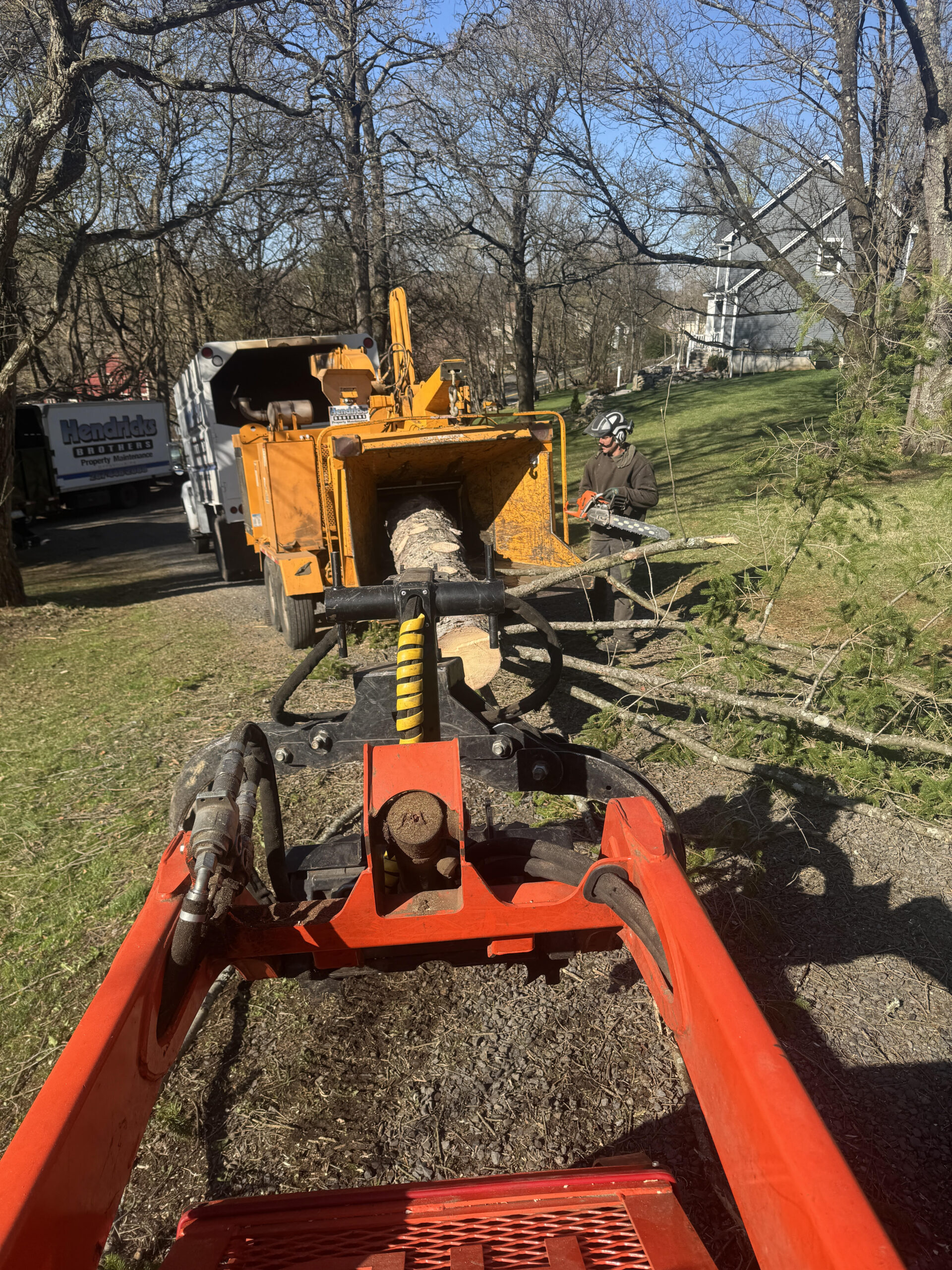 tree getting grinded up