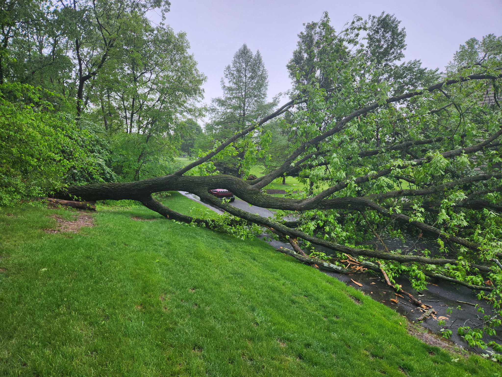 fallen tree on driveway
