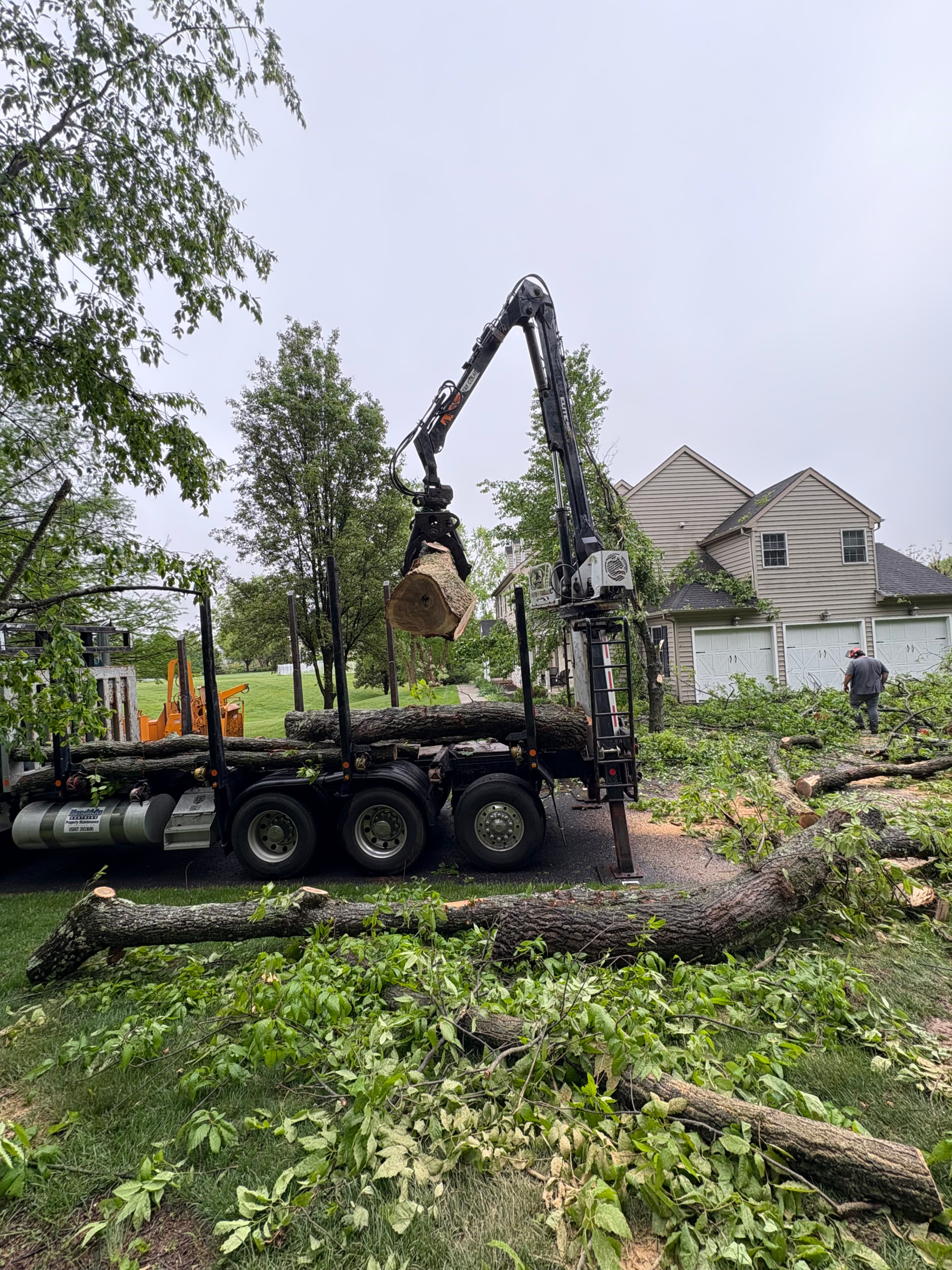 tree removal at house for a fallen tree